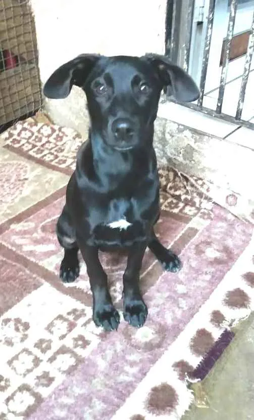 Cachorro ra a  idade 2 a 6 meses nome Luna ( filhote)