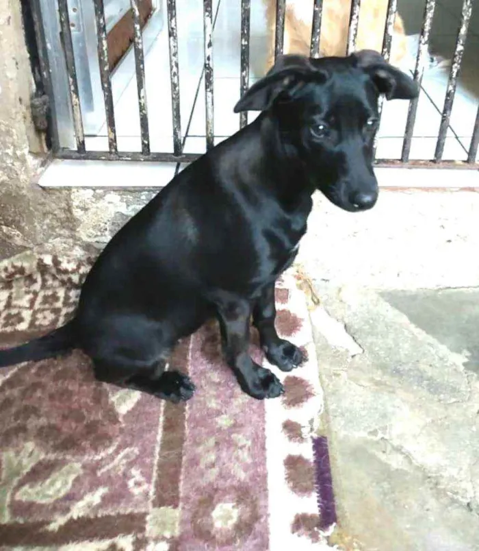 Cachorro ra a  idade 2 a 6 meses nome Luna ( filhote)