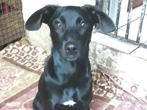 Cachorro ra a  idade 2 a 6 meses nome Luna ( filhote)