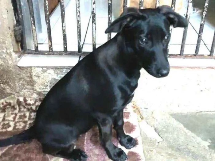 Cachorro ra a  idade 2 a 6 meses nome Luna ( filhote)