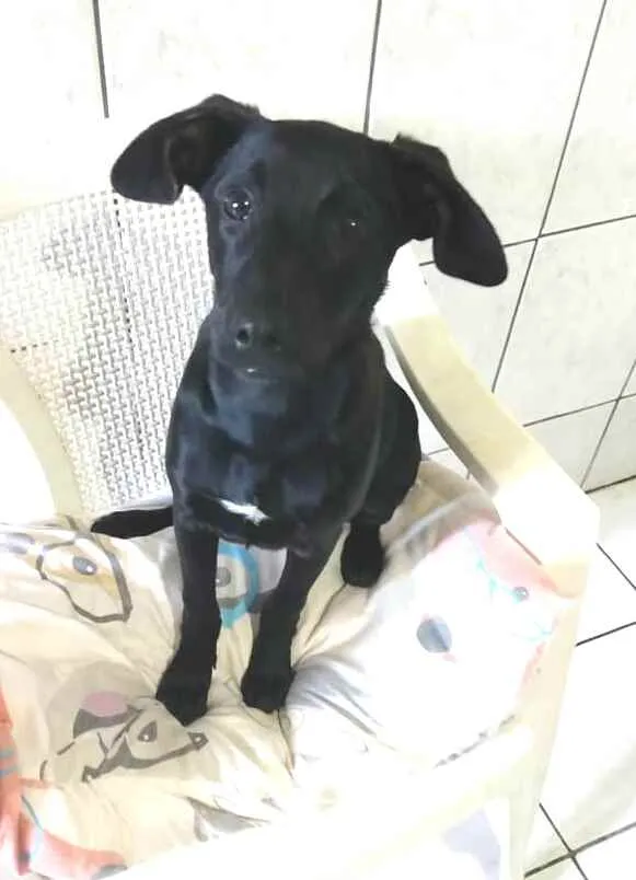 Cachorro ra a  idade 2 a 6 meses nome Luna ( filhote)