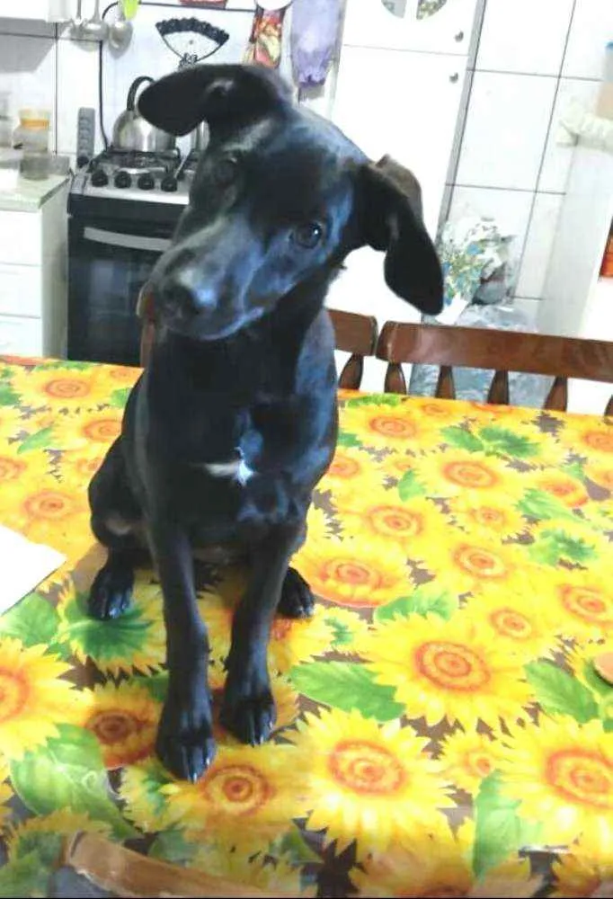 Cachorro ra a  idade 2 a 6 meses nome Luna ( filhote)