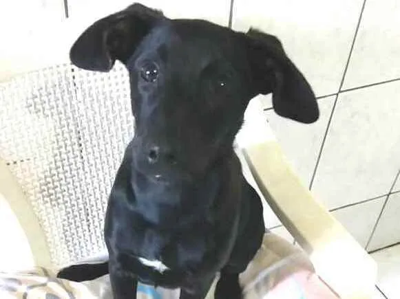 Cachorro ra a  idade 2 a 6 meses nome Luna ( filhote)