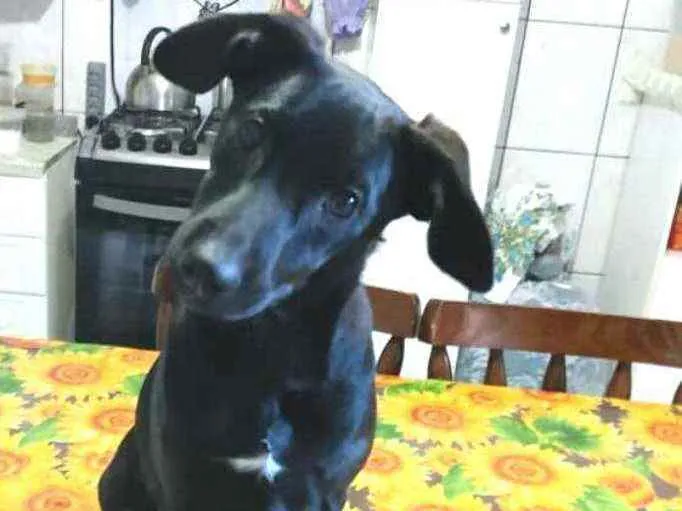 Cachorro ra a  idade 2 a 6 meses nome Luna ( filhote)