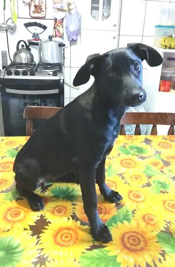Cachorro ra a  idade 2 a 6 meses nome Luna ( filhote)