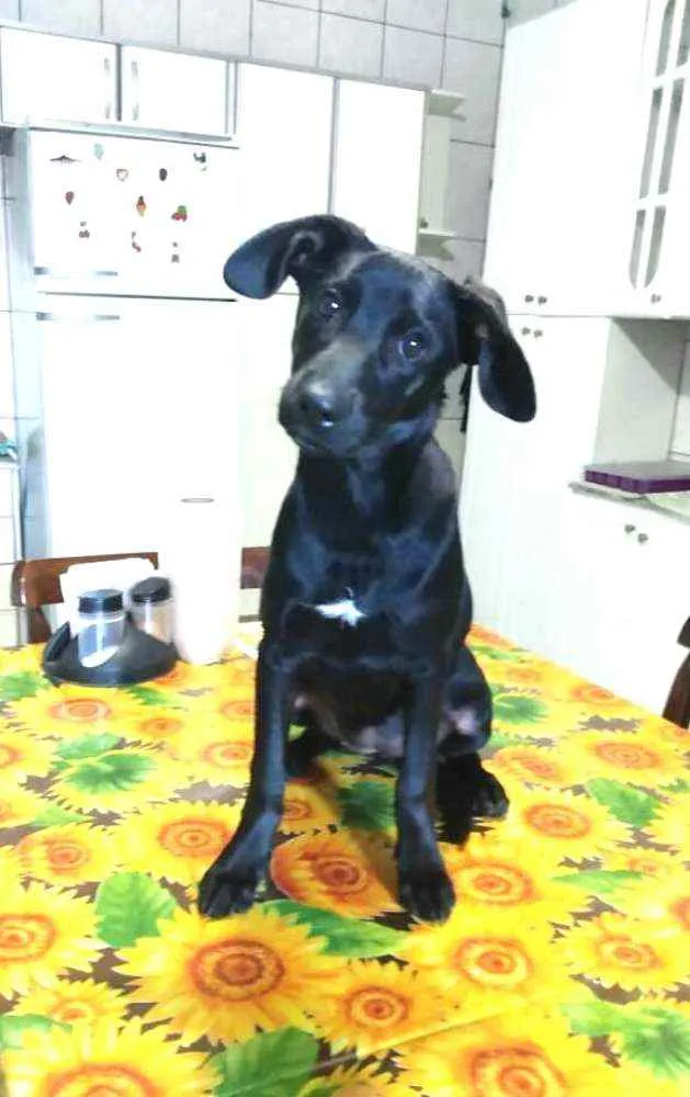 Cachorro ra a  idade 2 a 6 meses nome Luna ( filhote)