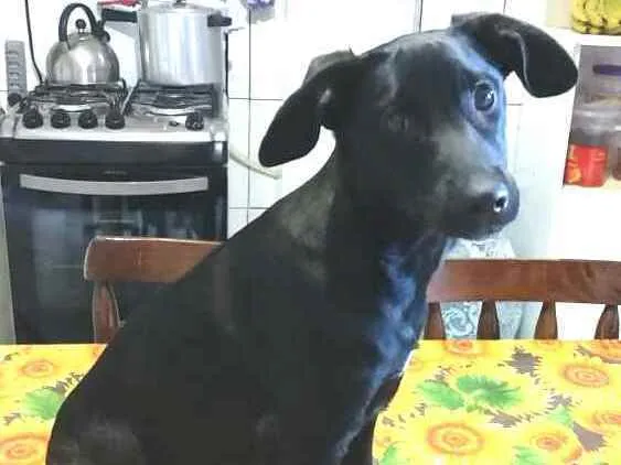 Cachorro ra a  idade 2 a 6 meses nome Luna ( filhote)