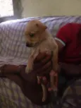 Simba