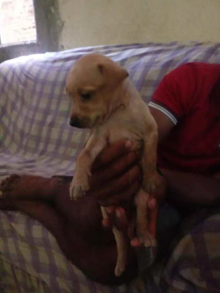 Cachorro raça Vira latas idade 2 a 6 meses nome Simba