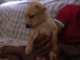 Simba