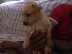 Cachorro raça Vira latas idade 2 a 6 meses nome Simba