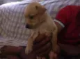 Simba