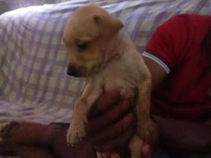 Cachorro raça Vira latas idade 2 a 6 meses nome Simba