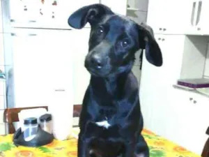 Cachorro raça  idade 2 a 6 meses nome Luna ( filhote)