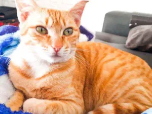 Gato raça Sem Raça definida  idade 7 a 11 meses nome Amarela