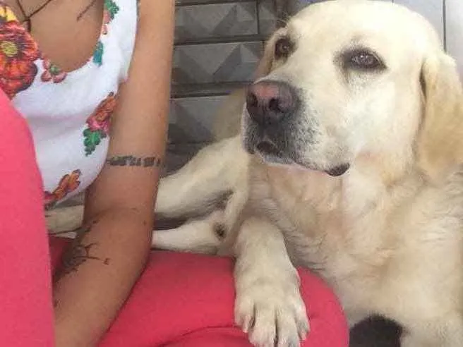 Cachorro ra a Labrador  idade 6 ou mais anos nome Marley