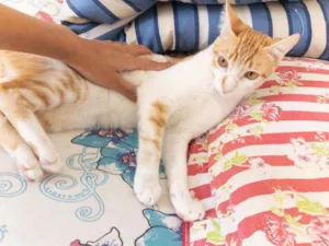 Gato raça Vira lata  idade 1 ano nome Natan