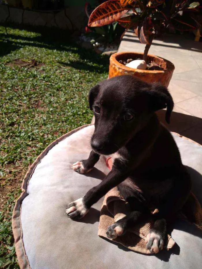 Cachorro ra a Srd idade 2 a 6 meses nome Filó