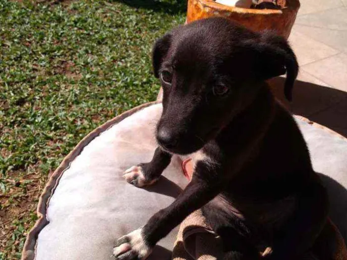 Cachorro ra a Srd idade 2 a 6 meses nome Filó