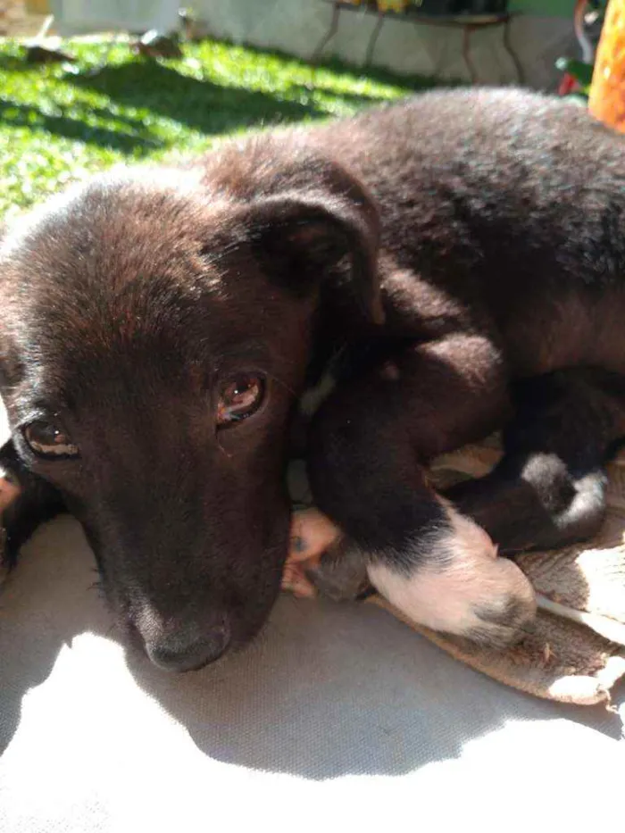 Cachorro ra a Srd idade 2 a 6 meses nome Filó