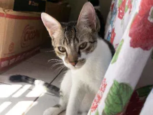 Gato raça Vira lata  idade 2 a 6 meses nome Fred