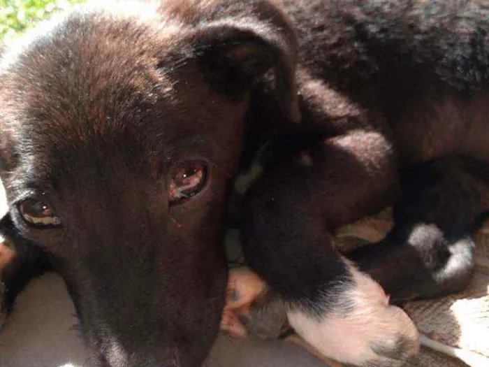 Cachorro ra a Srd idade 2 a 6 meses nome Filó