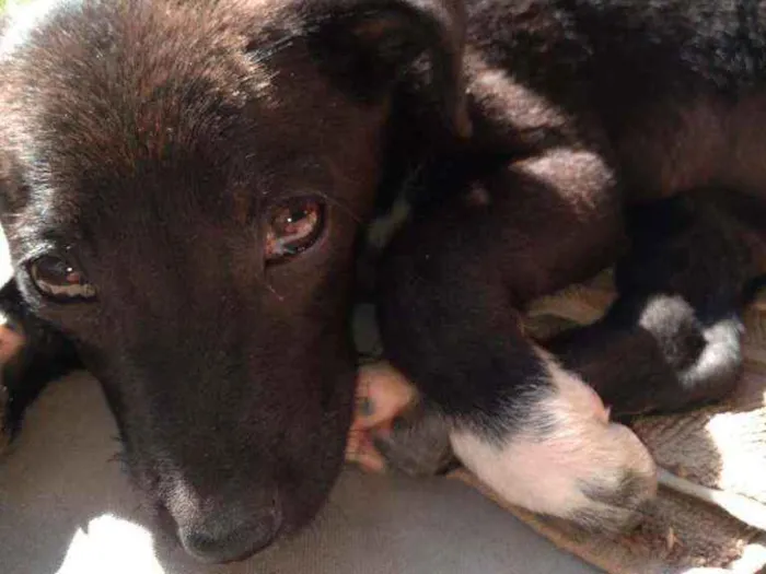 Cachorro ra a Srd idade 2 a 6 meses nome Filó