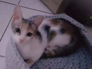 Gato raça Vira lata  idade 2 a 6 meses nome Lays