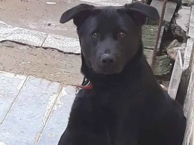 Cachorro ra a Mix Labrador idade 7 a 11 meses nome sem nome