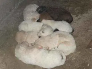 Cachorro raça Sem raça idade Abaixo de 2 meses nome Cachorro