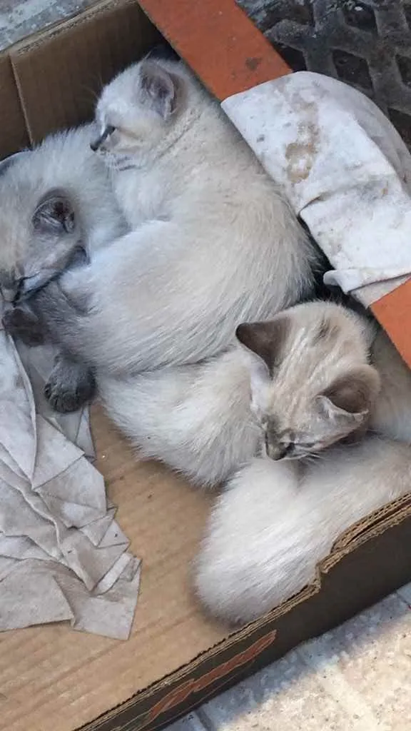 Gato ra a Mistura de raça  idade 2 a 6 meses nome Não tem nome ainda 