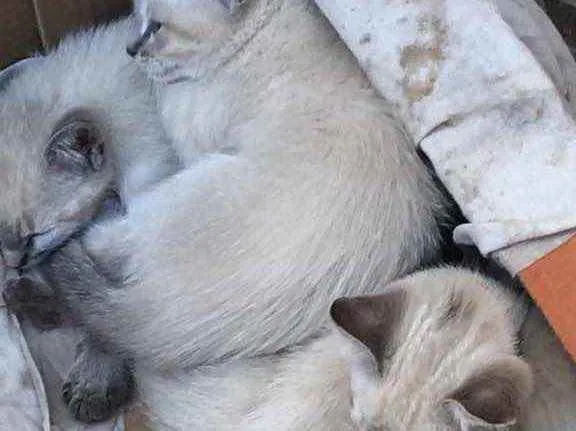Gato ra a Mistura de raça  idade 2 a 6 meses nome Não tem nome ainda 