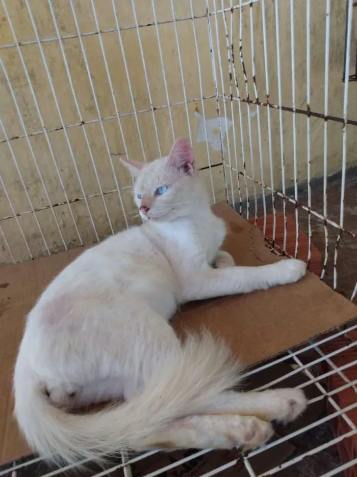 Gato raça Sem raça idade 7 a 11 meses nome Maizena