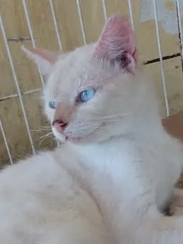 Gato raça Sem raça idade 7 a 11 meses nome Maizena