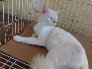 Gato raça Sem raça idade 7 a 11 meses nome Maizena