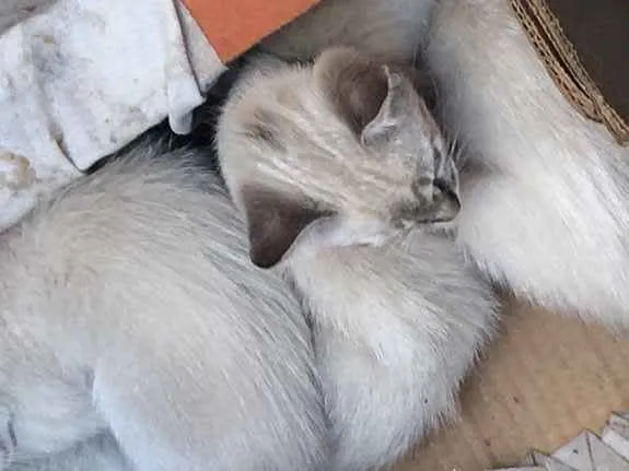 Gato ra a Mistura de raça  idade 2 a 6 meses nome Não tem nome ainda 