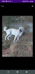 Polaco
