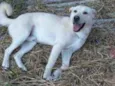 Polaco