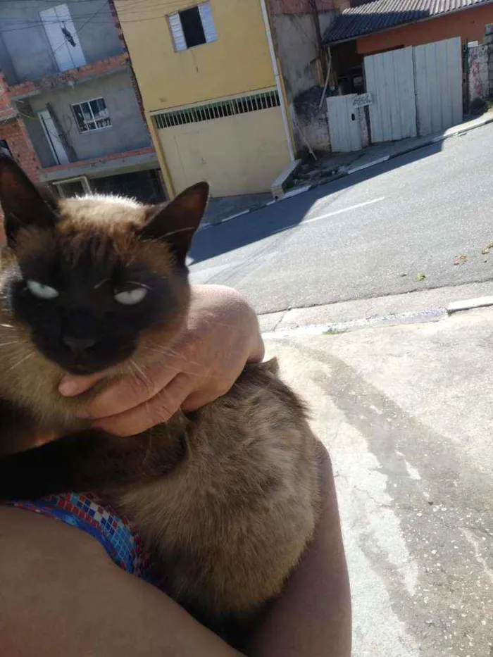 Gato ra a felina idade 1 ano nome Safira