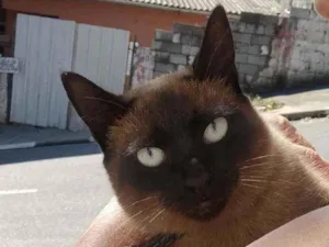 Gato raça felina idade 1 ano nome Safira