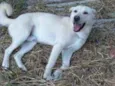 Polaco