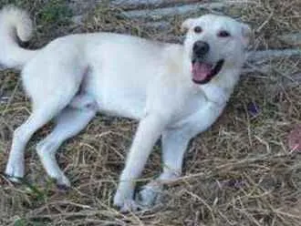 Cachorro ra a Srf idade 1 ano nome Polaco