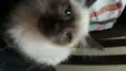 Sam 
