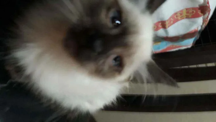 Gato ra a Siamês  idade 2 a 6 meses nome Sam 