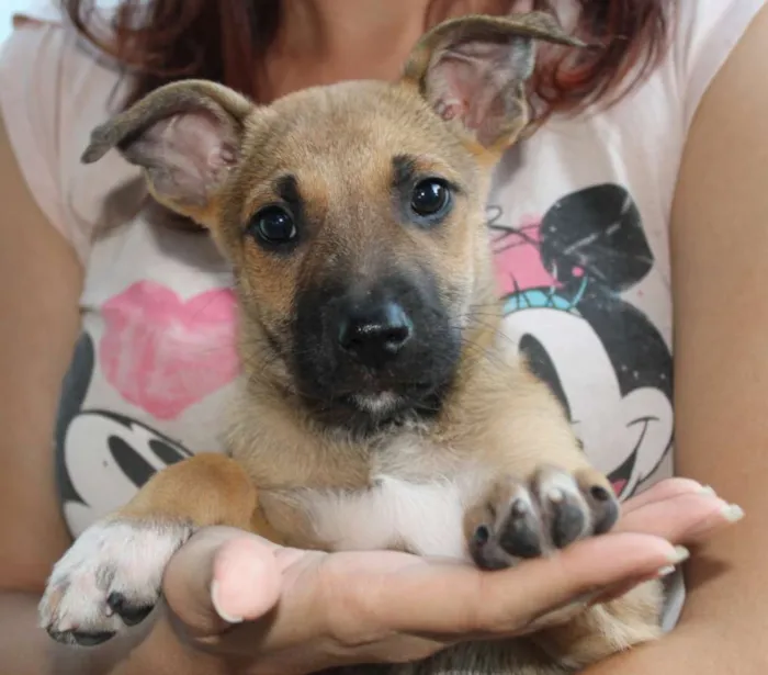 Cachorro ra a SRD idade Abaixo de 2 meses nome Fenrir
