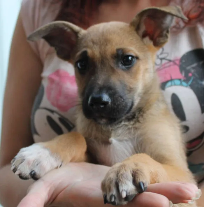 Cachorro ra a SRD idade Abaixo de 2 meses nome Fenrir