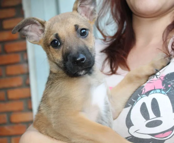 Cachorro ra a SRD idade Abaixo de 2 meses nome Fenrir