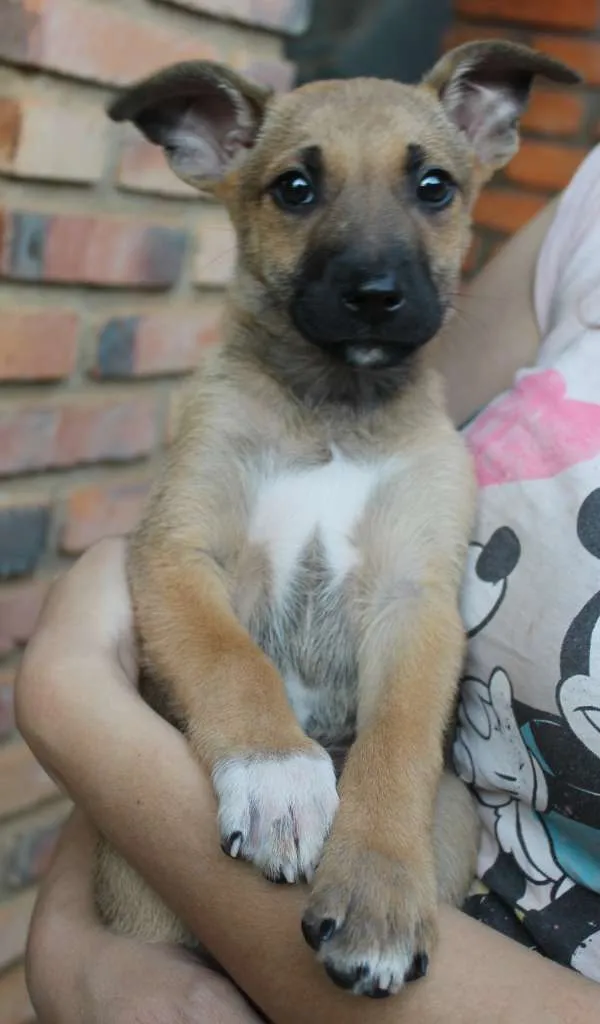 Cachorro ra a SRD idade Abaixo de 2 meses nome Fenrir