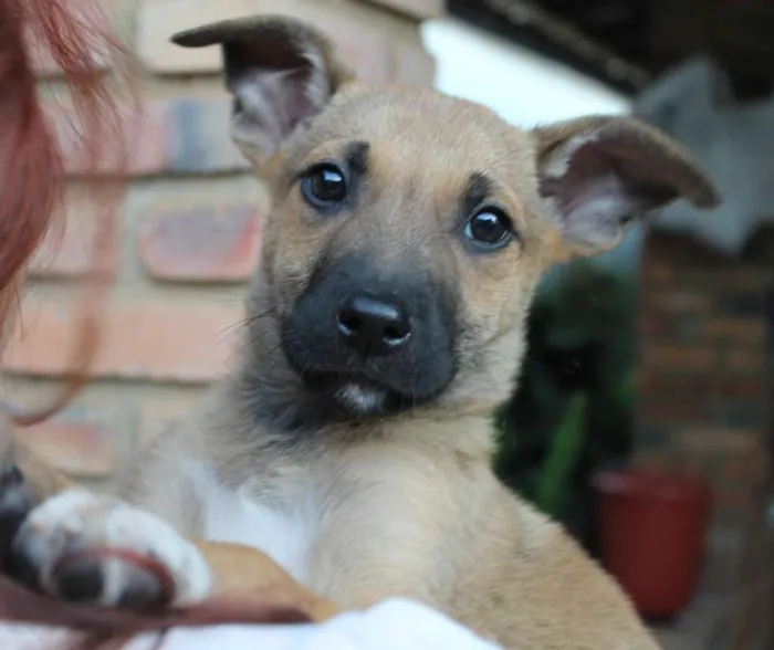 Cachorro ra a SRD idade Abaixo de 2 meses nome Fenrir