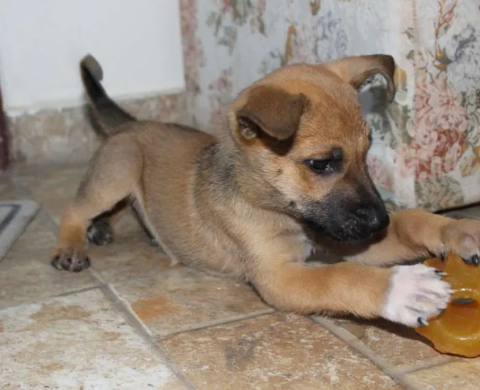 Cachorro ra a SRD idade Abaixo de 2 meses nome Fenrir